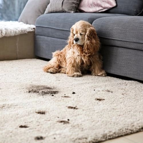 puppy on a dirty carpet